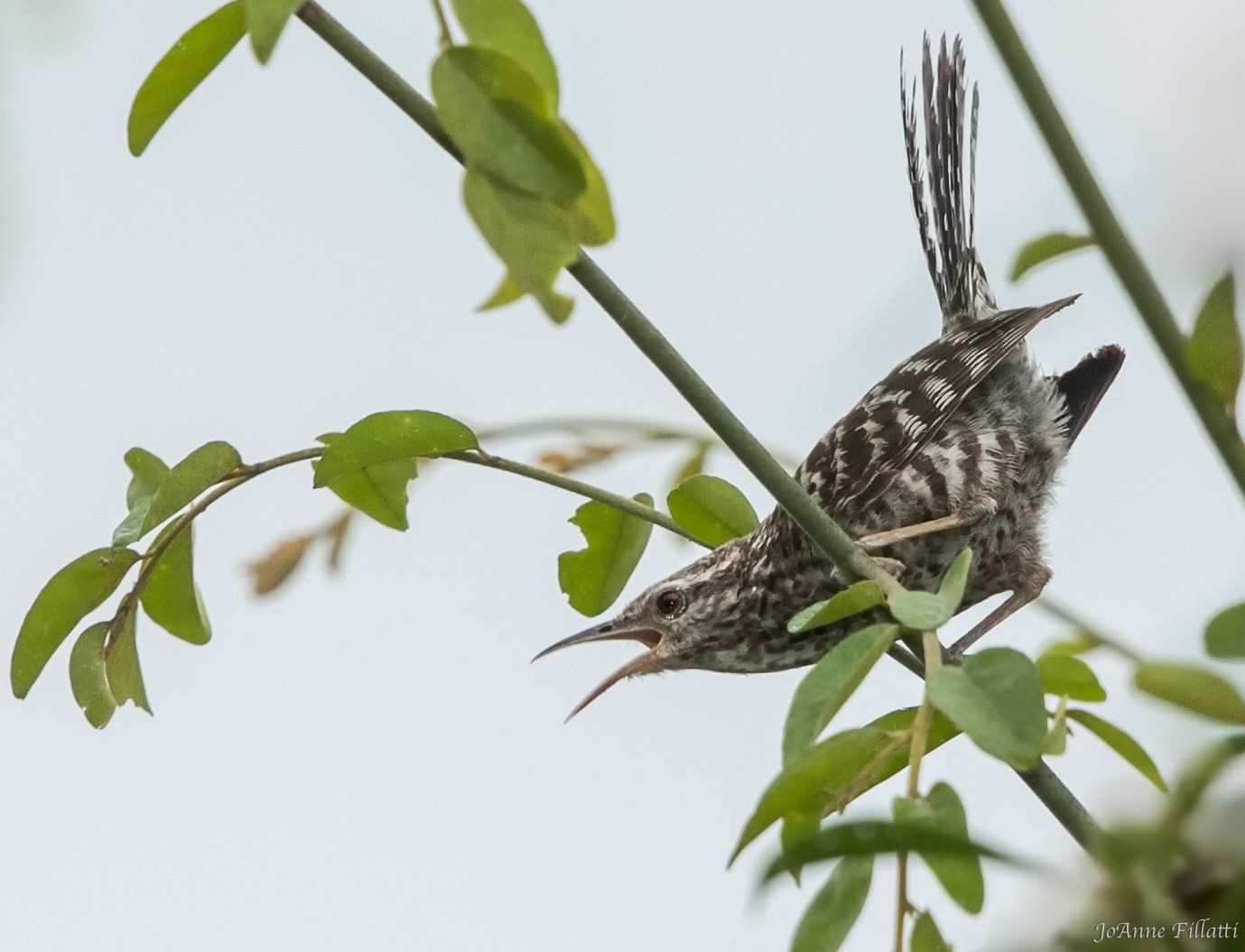 bird of ecuador image 43